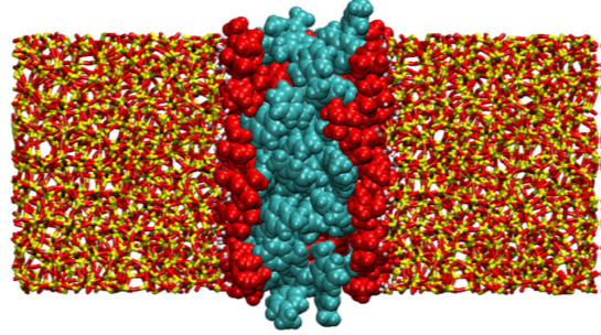 Snapshot of a microphase separated binary liquid confined in a silica pore